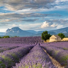 lavender field region