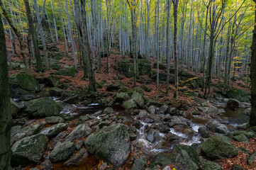 Autumn forest with tree trunks and colorful crowns of oaks in the Jizera Mountains in the Czech Republic