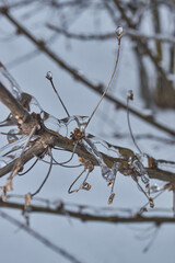 Plants after an icy rain. Branches of plants and shoots covered with ice. Icy branches of plants, the effects of icy rain.