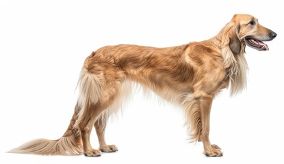 Fototapeta premium The profile of an Afghan Hound exudes a dignified charm, with a flowing mane and piercing gaze. Its well-groomed appearance speaks to the breed's storied elegance.