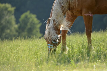 Sommer beim Pferd. Indianerpferd wird von Insekten geplagt