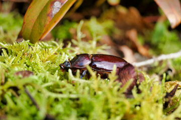Oryctes nasicornis (Female European Rhinoceros Beetle) crawling through moss 
