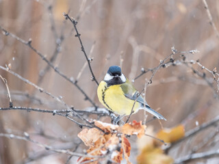 Cute bird Great tit, songbird sitting on the branch with blurred background