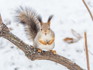 The squirrel with nut sits on tree in the winter or late autumn