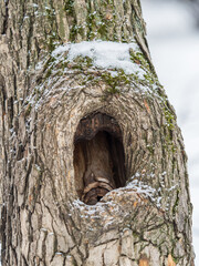 Fototapeta premium OLd bark texture with a hollow. Tree bark texture. Natural background
