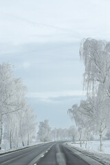 Cold winter road among white trees