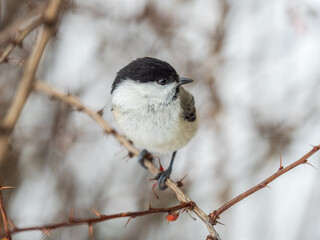Cute bird the willow tit, song bird sitting on a branch without leaves in the winter.