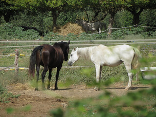 two females horses