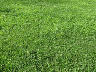 green meadow background