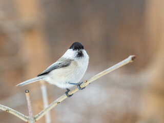 Cute bird the willow tit, song bird sitting on a branch without leaves in the winter.