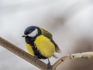 Cute bird Great tit, songbird sitting on the fir branch with snow in winter