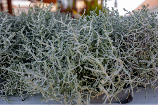 Silver cushion bush - Latin name - Calocephalus brownii