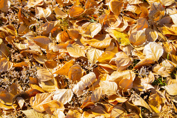 autumn leaves background