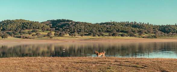 Landscape of the Pego do Altar Dam Reservoir in Santa Susana Alentejo Portugal nature travel rural Tourism - 741020551