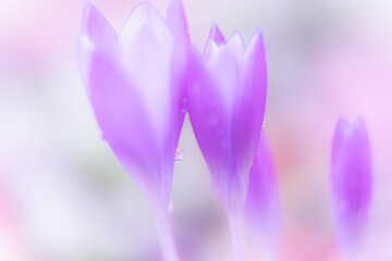 beautiful purple flower in the garden Nature Spring Season Backgrounds  - 741020747