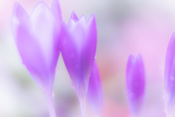 beautiful purple flower in the garden Nature Spring Season Backgrounds  - 741020753