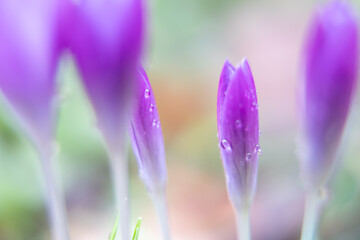 beautiful purple flower in the garden Nature Spring Season Backgrounds  - 741020764