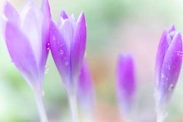 beautiful purple flower in the garden Nature Spring Season Backgrounds 