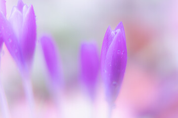 beautiful purple flower in the garden Nature Spring Season Backgrounds  - 741020771