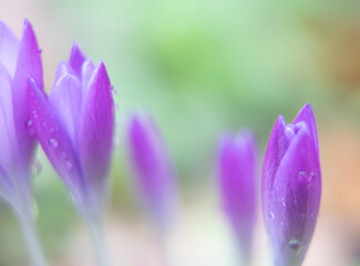 beautiful purple flower in the garden Nature Spring Season Backgrounds  - 741020781