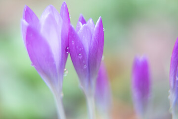 beautiful purple flower in the garden Nature Spring Season Backgrounds  - 741020783