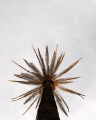 Naklejka na ściany i meble Upward View of a Tall Palm Tree Against a Cloudy Sky