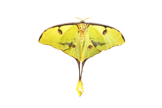African moon moth Argema mimosae isolated on white background