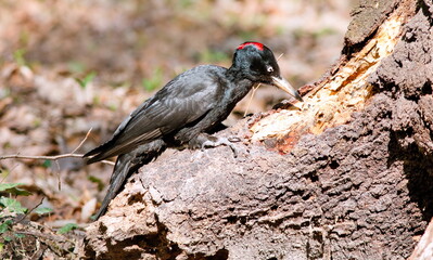 red winged blackbird
