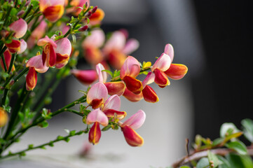 Cytisus scoparius scotch broom ornamental flowers in bloom, purple pink bright color flowering plant
