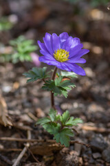 Anemone blanda Grecian winter windflower flowers in bloom, beautiful ornamental blue purple violet plant in bloom in springtime