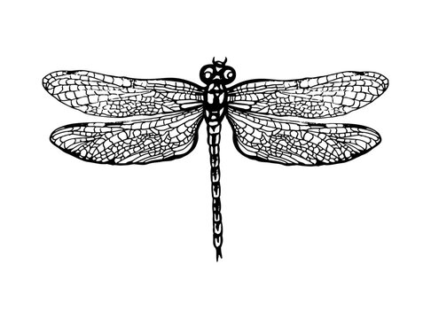 Dragonfly hand drawn line vector illustration