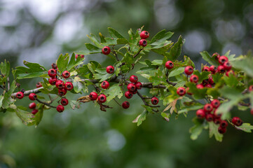 Crataegus monogyna common one-seed hawthorn hawberry with red ripened fruits on tree branches