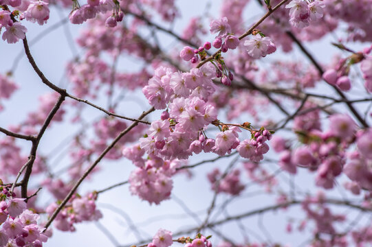 Prunus sargentii accolade sargent cherry flowering tree branches, beautiful groups light pink petal flowers in bloom
