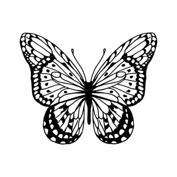 Butterfly hand drawn line vector illustration