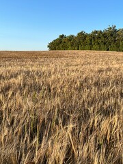 field of wheat in summer