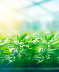 Obraz premium Close up of mint leaves, blurred greenhouse background with copy space