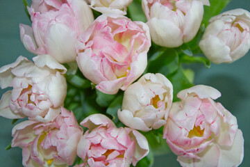 tulips bouquet in pink white