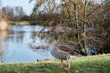 Graugans am Nördlicher Kronsbergsee - Hannover