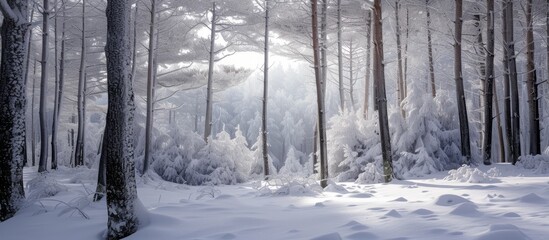 The sunlight filters through the snowy trees in the forest, creating a beautiful natural landscape with glistening snow on the branches and trunks