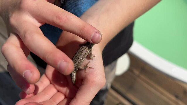 little boy holding a smal brown lizard on his hand 