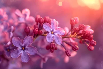Fototapeten Purple lilac flowers blossom in garden, spring background © Gonzalo