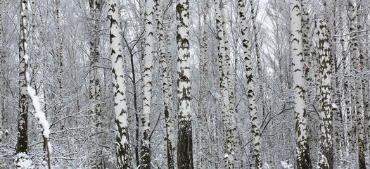 Black and white birch in winter on snow - 741031197