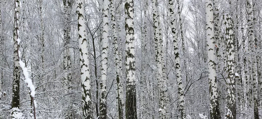Foto op Plexiglas Black and white birch in winter on snow © yarbeer
