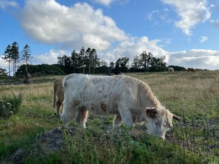 cow on a meadow