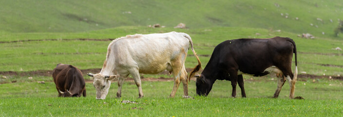 Cows graze on a green field