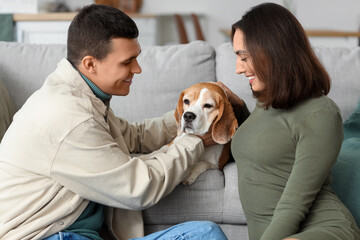Young couple with cute Beagle dog at home