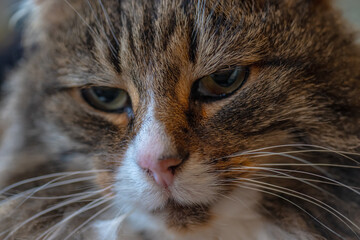 White brown and black face of a norwegian forest cat.