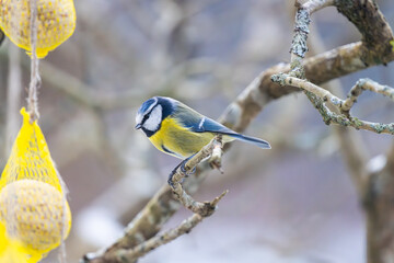 Blue tit eating from a seed ball in winter.