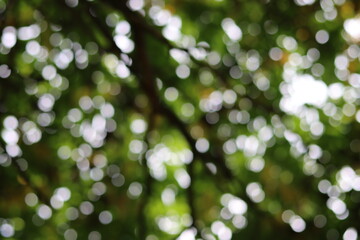 bokeh de branchage en foret