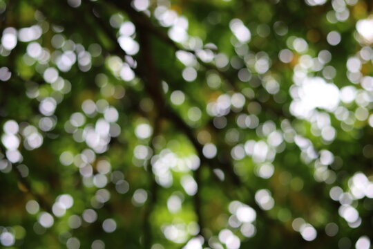bokeh de branchage en foret